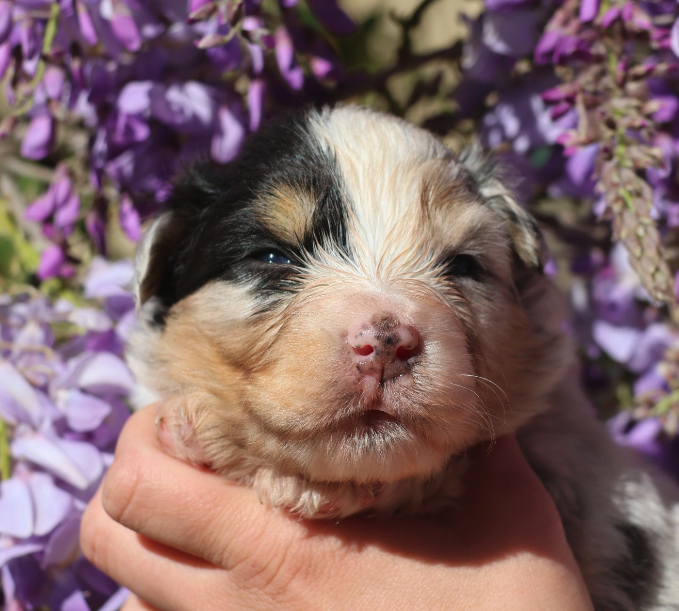 Du Paradis Sauvage De Menestruel - Chiots disponibles - Berger Australien