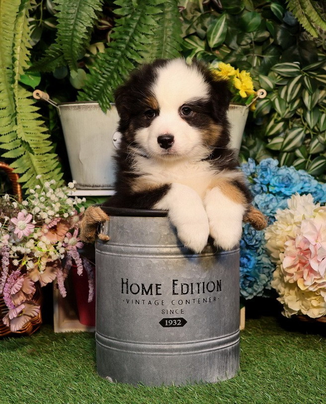 Du Paradis Sauvage De Menestruel - Chiots disponibles - Berger Australien