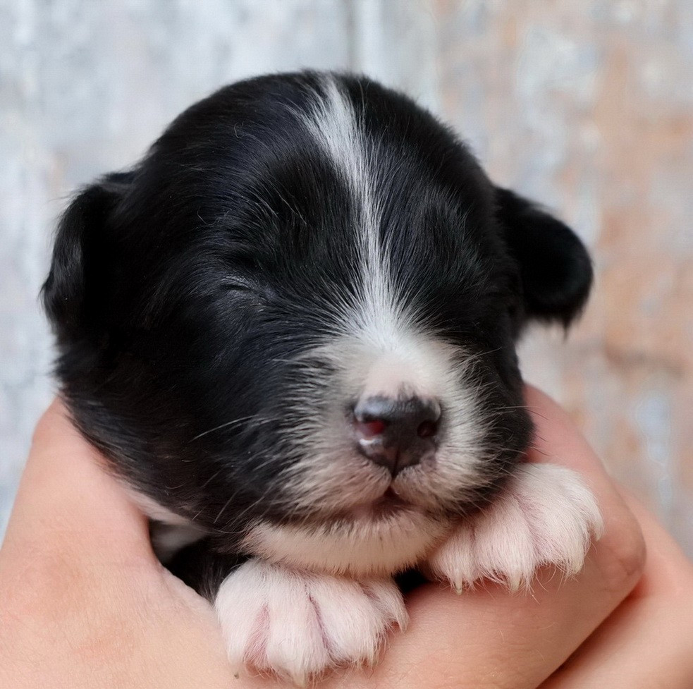 Du Paradis Sauvage De Menestruel - Chiots disponibles - Berger Australien
