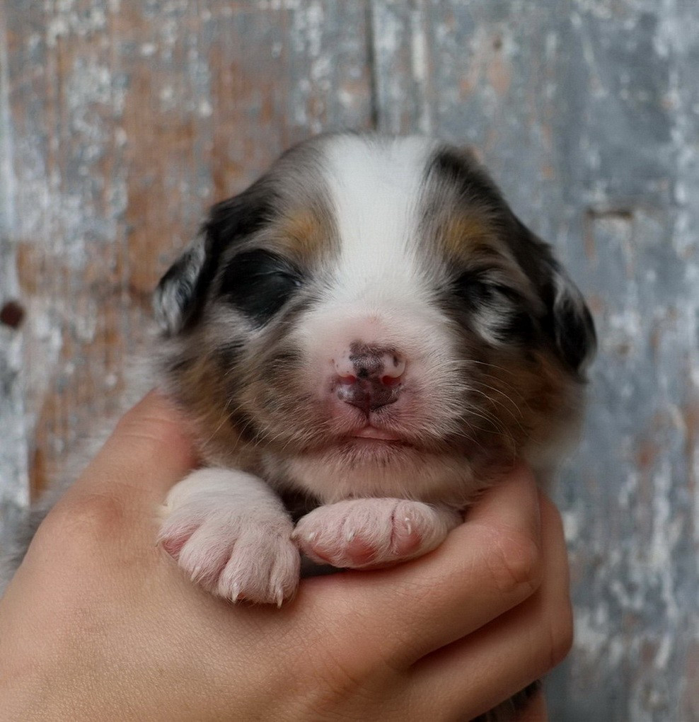 Du Paradis Sauvage De Menestruel - Chiots disponibles - Berger Australien