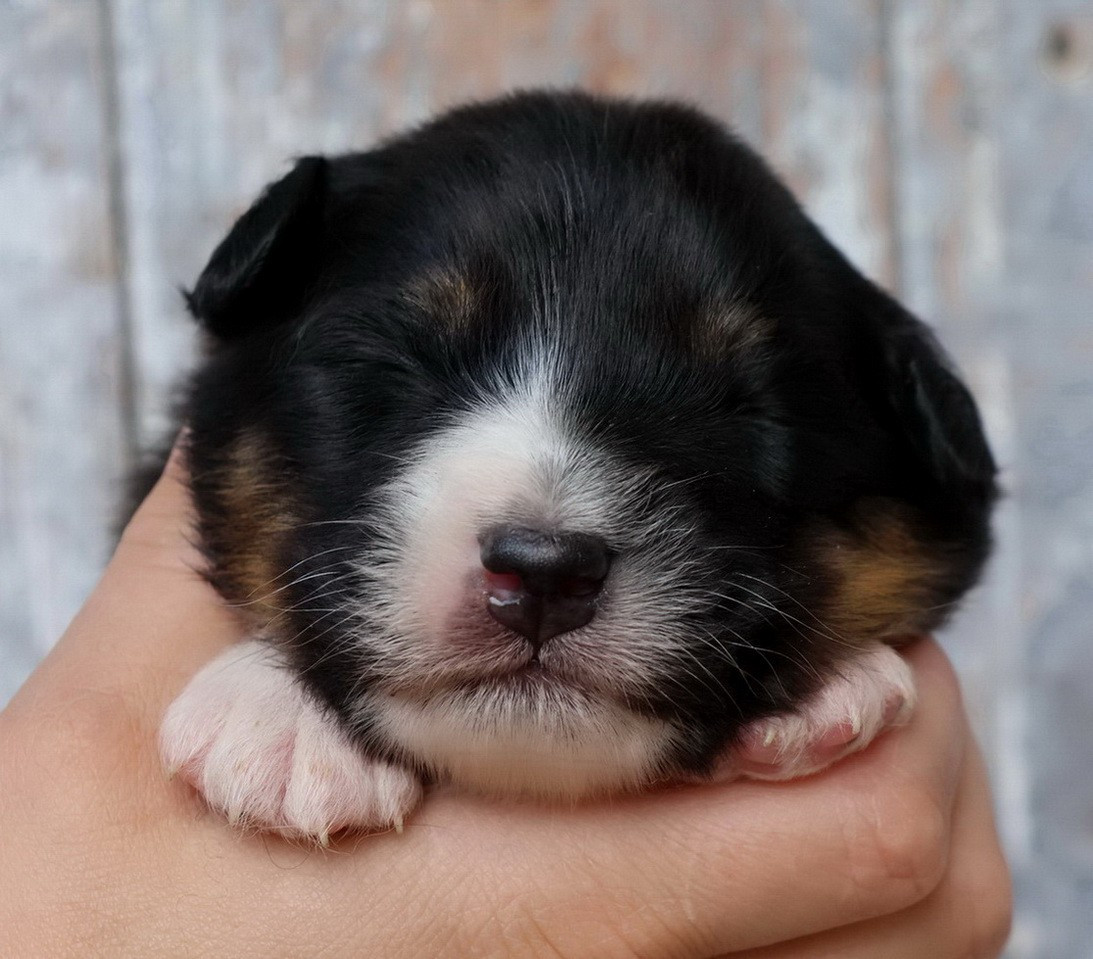Chiot Berger Australien Du Paradis Sauvage De Menestruel
