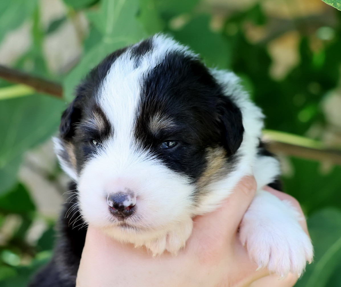Du Paradis Sauvage De Menestruel - Chiots disponibles - Berger Australien