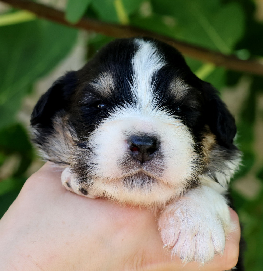 Chiot Berger Australien Du Paradis Sauvage De Menestruel