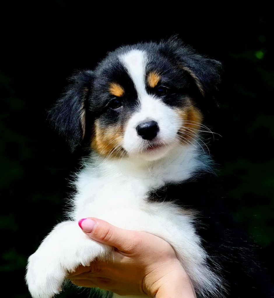 Du Paradis Sauvage De Menestruel - Chiots disponibles - Berger Australien