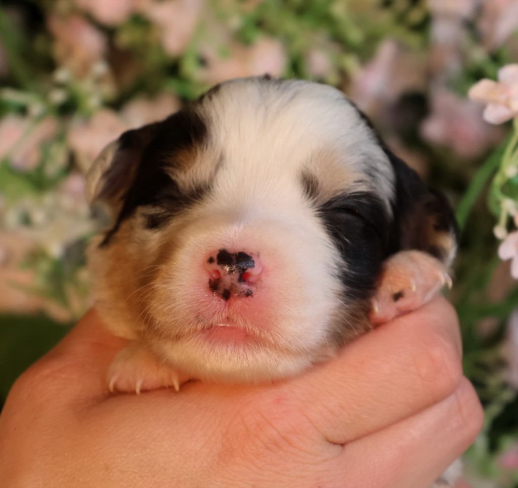 Du Paradis Sauvage De Menestruel - Chiots disponibles - Berger Australien