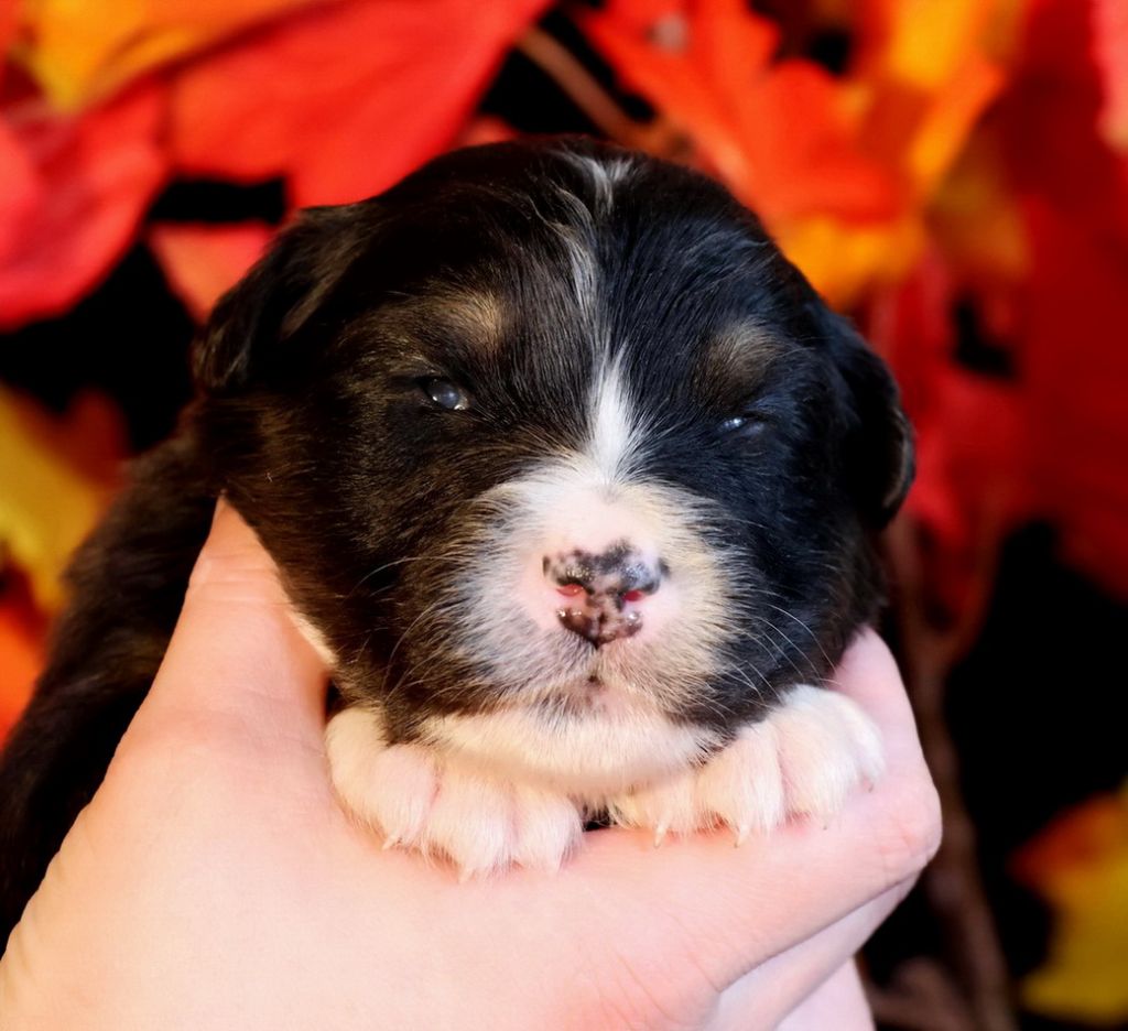 Du Paradis Sauvage De Menestruel - Chiots disponibles - Berger Australien