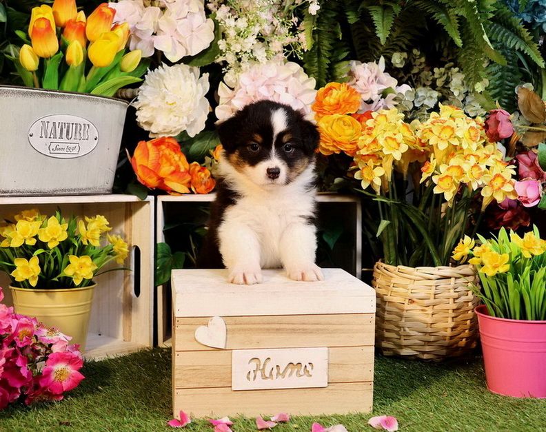 Du Paradis Sauvage De Menestruel - Chiots disponibles - Berger Australien