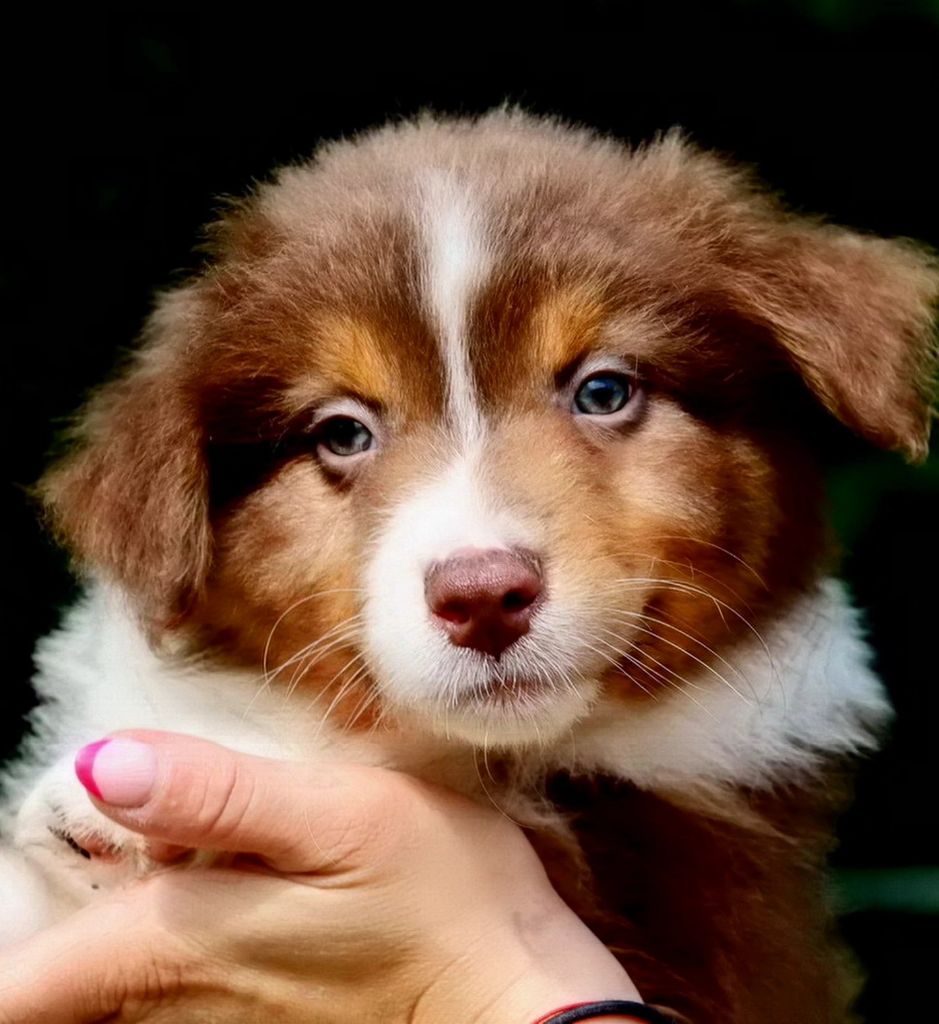 Du Paradis Sauvage De Menestruel - Chiots disponibles - Berger Australien