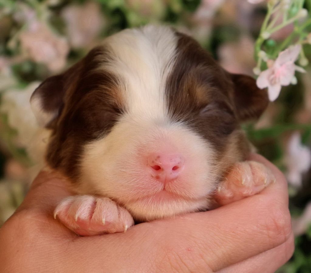Du Paradis Sauvage De Menestruel - Chiots disponibles - Berger Australien