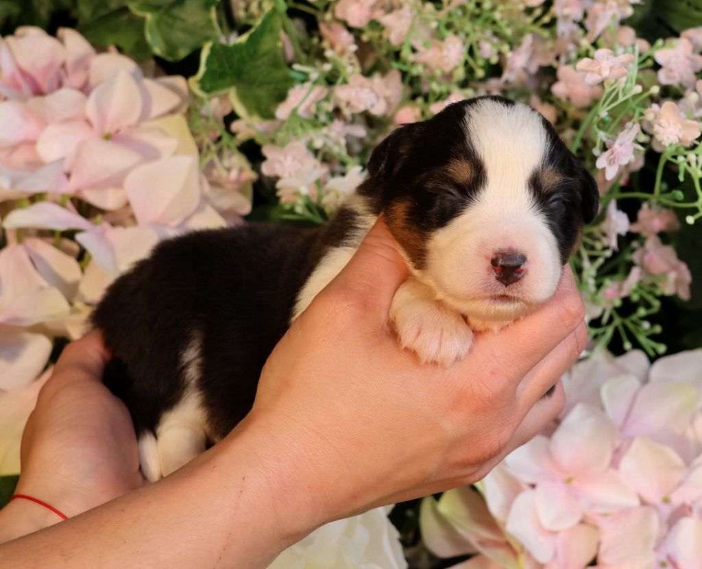 Chiot Berger Australien Du Paradis Sauvage De Menestruel