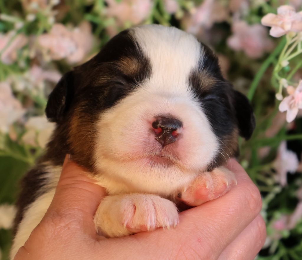 Du Paradis Sauvage De Menestruel - Chiots disponibles - Berger Australien