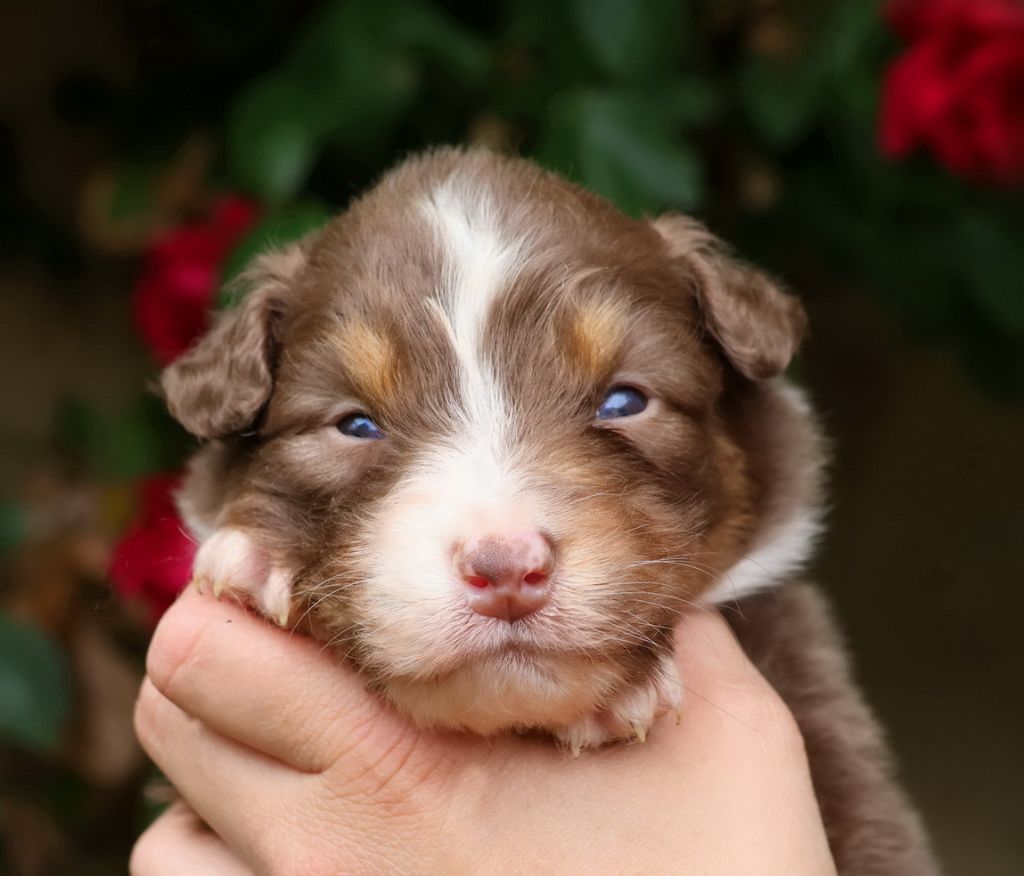 Du Paradis Sauvage De Menestruel - Chiots disponibles - Berger Australien