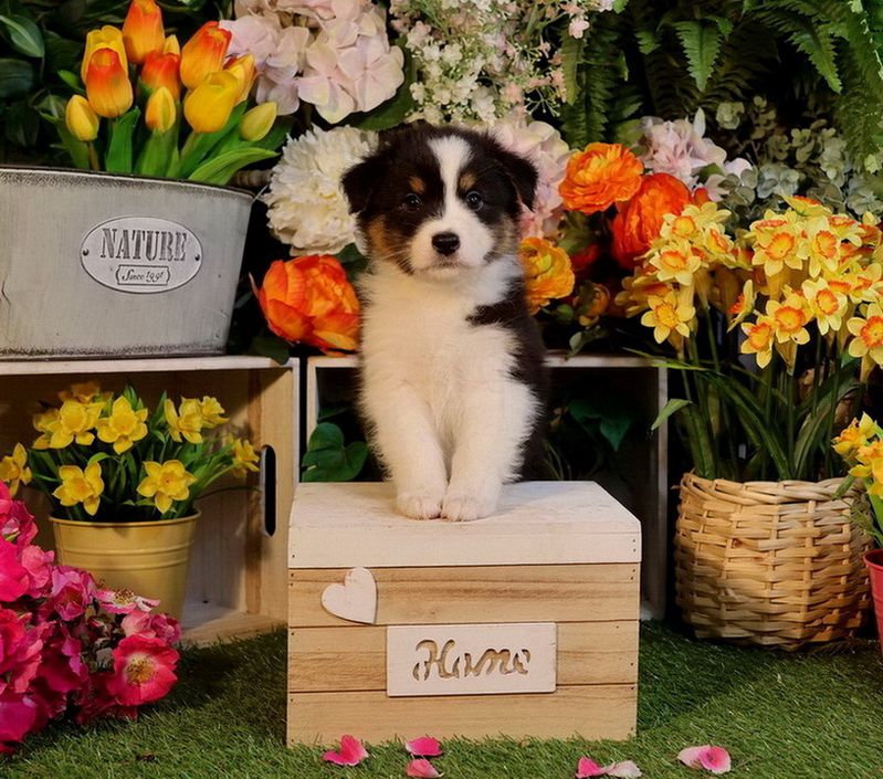 Du Paradis Sauvage De Menestruel - Chiots disponibles - Berger Australien