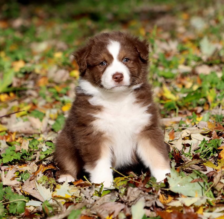Du Paradis Sauvage De Menestruel - Berger Australien - Portée née le 21/09/2025