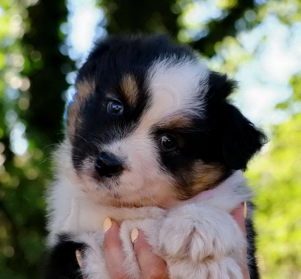 Du Paradis Sauvage De Menestruel - Berger Australien - Portée née le 07/08/2025