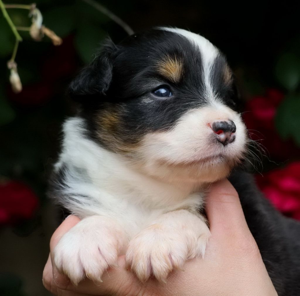 Du Paradis Sauvage De Menestruel - Chiots disponibles - Berger Australien
