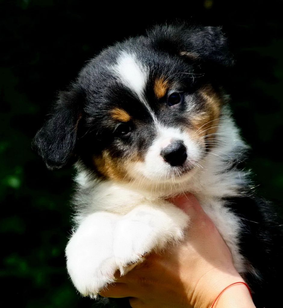 Du Paradis Sauvage De Menestruel - Chiots disponibles - Berger Australien