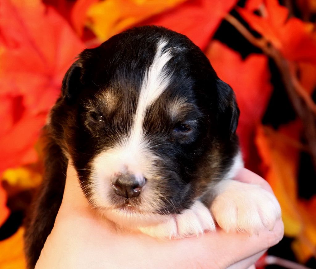 Du Paradis Sauvage De Menestruel - Chiots disponibles - Berger Australien