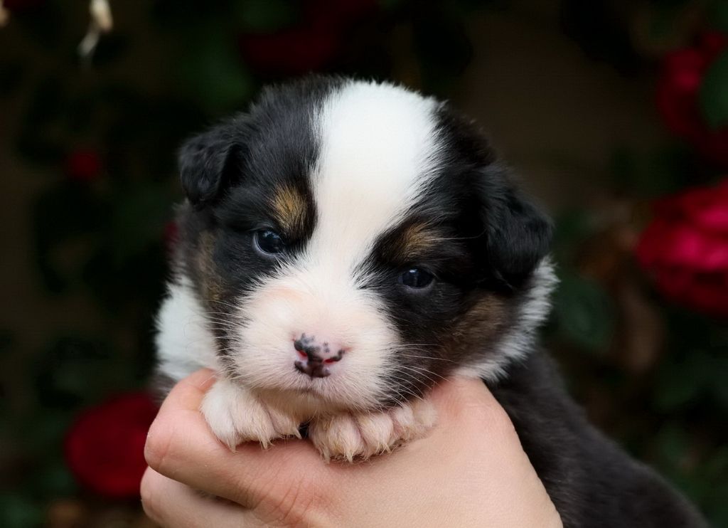 Du Paradis Sauvage De Menestruel - Chiots disponibles - Berger Australien