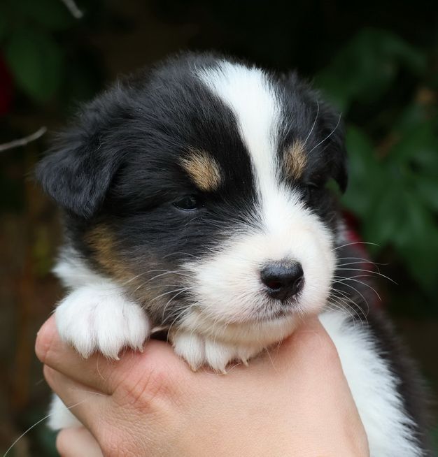 Du Paradis Sauvage De Menestruel - Chiots disponibles - Berger Australien