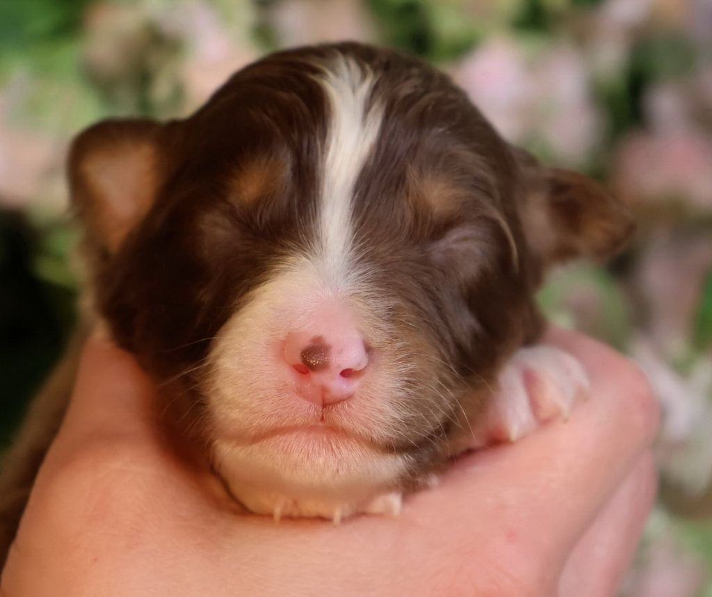 Du Paradis Sauvage De Menestruel - Chiots disponibles - Berger Australien