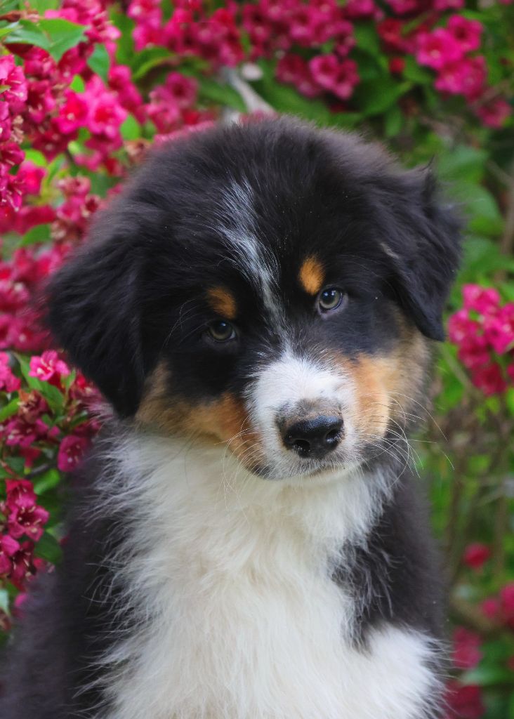 Du Paradis Sauvage De Menestruel - Chiots disponibles - Berger Australien