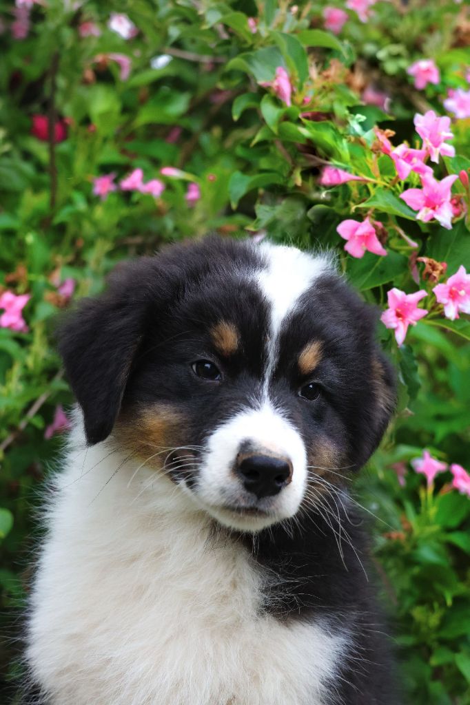 Du Paradis Sauvage De Menestruel - Chiots disponibles - Berger Australien