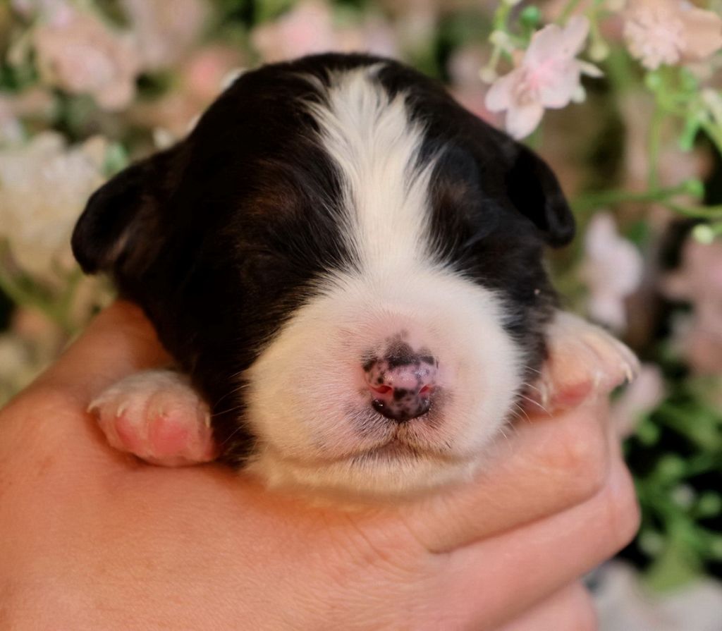 Du Paradis Sauvage De Menestruel - Chiots disponibles - Berger Australien