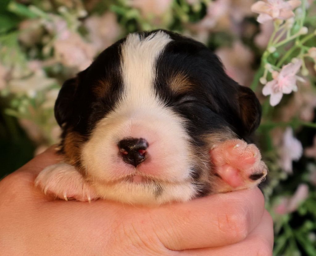 Du Paradis Sauvage De Menestruel - Chiots disponibles - Berger Australien