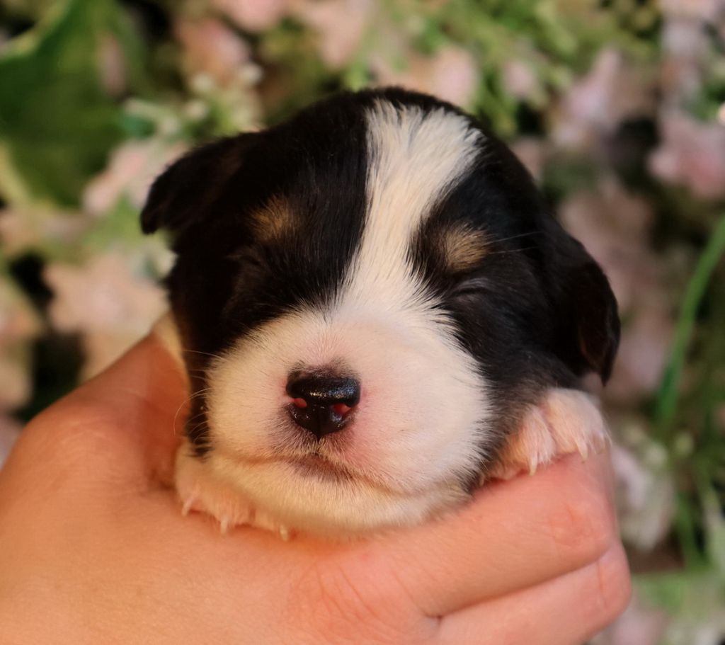 Du Paradis Sauvage De Menestruel - Chiots disponibles - Berger Australien