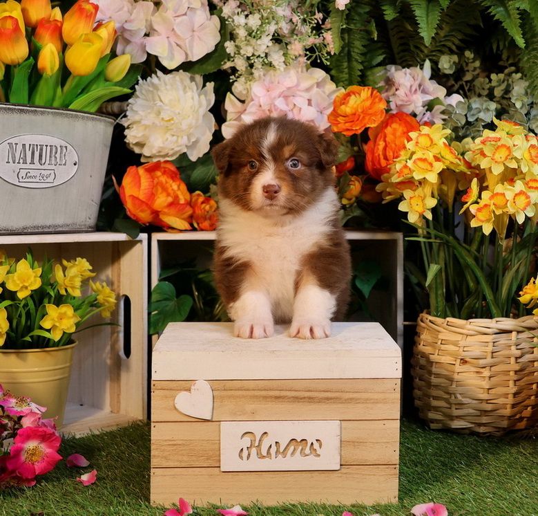 Du Paradis Sauvage De Menestruel - Chiots disponibles - Berger Australien