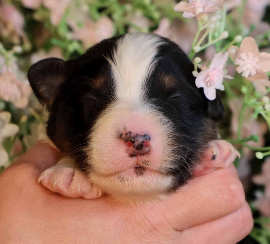 Du Paradis Sauvage De Menestruel - Chiots disponibles - Berger Australien