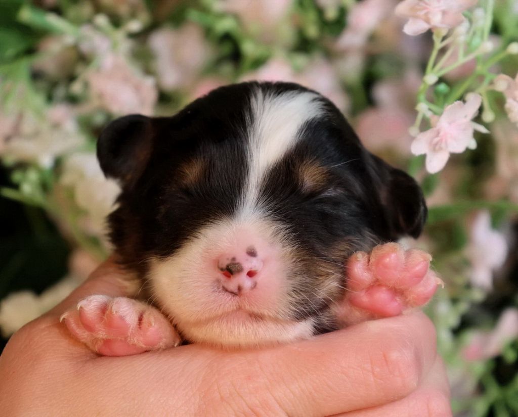 Du Paradis Sauvage De Menestruel - Chiots disponibles - Berger Australien